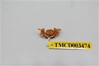 藏品(衛氏毛帶蟹)的圖片